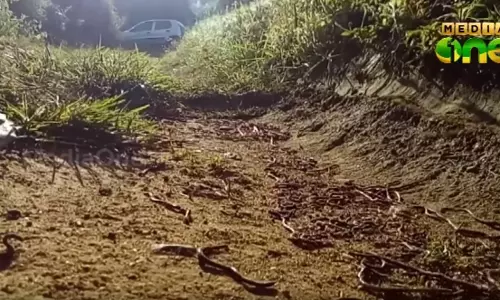 മണ്ണിരകള്‍ കൂട്ടത്തോടെ ചാവുന്നത് ഭൂമിക്കടിയിലെ താപനില വര്‍ധിക്കുന്നതിനാലെന്ന് റിപ്പോര്‍ട്ട്