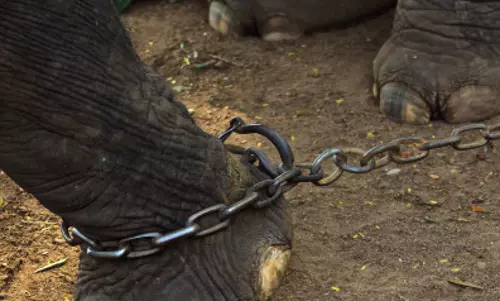 നാട്ടാനകള്‍ക്ക് നേരെയുള്ള പീഡനങ്ങള്‍ ക്രൂരമാണെന്ന് സുപ്രിംകോടതി