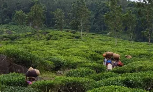ചെമ്പ്ര എസ്റ്റേറ്റ് നിയമവിരുദ്ധമായി ലോക്കൗട്ട് ചെയ്തതിനെതിരെ തൊഴിലാളികള് സമരത്തിന് ചെമ്പ്ര എസ്റ്റേറ്റ് നിയമവിരുദ്ധമായി ലോക്കൗട്ട് ചെയ്തതിനെതിരെ തൊഴിലാളികള് സമരത്തിന്