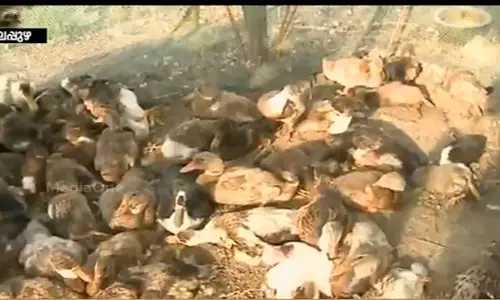 കുട്ടനാട്ടില് പക്ഷിപ്പനിമൂലം ഇതുവരെ കൊന്നത് 17000 താറാവുകളെ കുട്ടനാട്ടില് പക്ഷിപ്പനിമൂലം ഇതുവരെ കൊന്നത് 17000 താറാവുകളെ