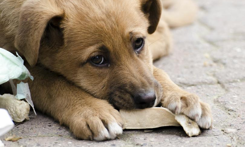തെരുവുനായ വിഷയത്തില്‍ സുപ്രീംകോടതി നിയോഗിച്ച കമ്മിറ്റി ഹിയറിങ് ആരംഭിച്ചു