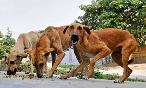 തെരുവുനായ്ക്കളെ കൊല്ലുന്നവര്‍ക്ക് സ്വര്‍ണ നാണയം സമ്മാനം !