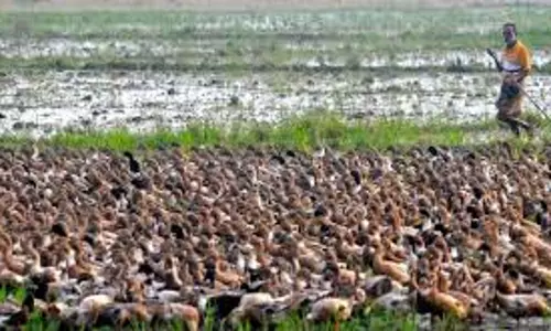 പക്ഷി പനി:ആശങ്ക വേണ്ടെന്ന് ഉന്നതതല യോഗം പക്ഷി പനി:ആശങ്ക വേണ്ടെന്ന് ഉന്നതതല യോഗം