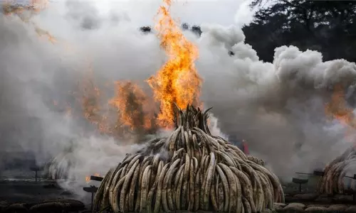 40 വര്‍ഷത്തിനിടെ ഭൂമിയില്‍ നിന്നും ഇല്ലാതായത് 60 ശതമാനം ജീവജാലങ്ങള്‍