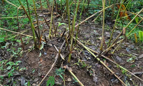 ഹൈറേഞ്ചില് ഏലചെടികള്ക്ക് വൈറസ് ബാധ ഹൈറേഞ്ചില് ഏലചെടികള്ക്ക് വൈറസ് ബാധ