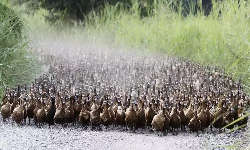 പക്ഷിപ്പനി: കോട്ടയത്തെ താറാവുകളെ കൊന്ന് കത്തിച്ചു തുടങ്ങി