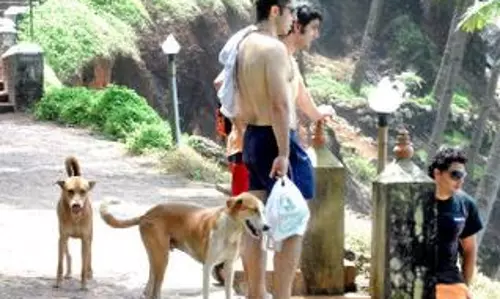 നായകളുടെ പറുദീസയായി വര്‍ക്കല