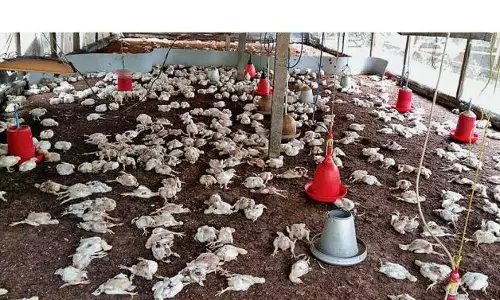 കോഴിക്കോട് നൂറിലേറെ ഇറച്ചിക്കോഴികളെ തെരുവുനായകള്‍ കടിച്ചുകൊന്നു