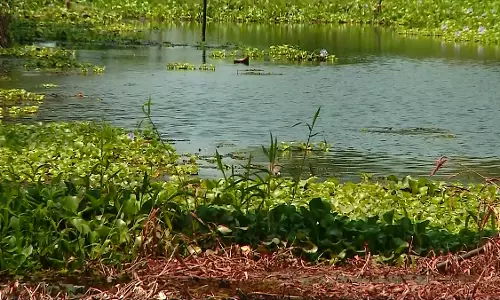 മെത്രാന്‍ കായലില്‍ വിത്തിറക്കി