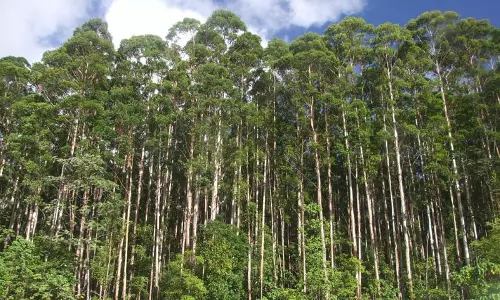 ഗ്രാന്റീസ് മരങ്ങള്‍; വട്ടവടയിലെ കൃഷിയിടങ്ങള്‍ വരണ്ട് ഉണങ്ങുന്നു