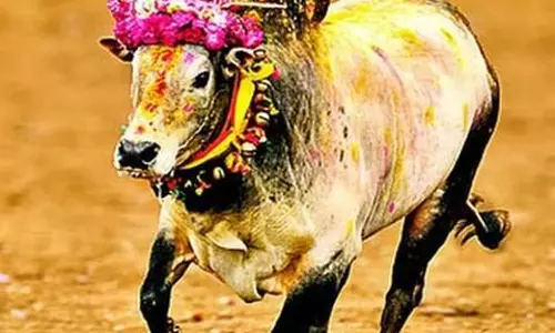 ജെല്ലിക്കെട്ട് പ്രക്ഷോഭത്തിന് ഐക്യദാര്‍ഢ്യം പ്രഖ്യാപിച്ച് ഖത്തറിലെ തമിഴ് പ്രവാസികള്‍