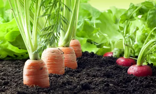 പച്ചക്കറി കൃഷിയുടെ പുതിയ പാഠങ്ങൾ പഠിച്ച് വയനാട്ടിലെ ഒരു കൂട്ടം വിദ്യാർത്ഥികൾ പച്ചക്കറി കൃഷിയുടെ പുതിയ പാഠങ്ങൾ പഠിച്ച് വയനാട്ടിലെ ഒരു കൂട്ടം വിദ്യാർത്ഥികൾ