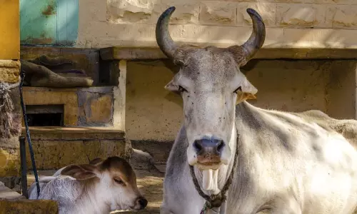 ഗോവധനിരോധം രാജ്യവ്യാപകമാക്കുന്നു; കന്നുകാലി വില്‍പ്പന കര്‍ഷകര്‍ക്ക് മാത്രം