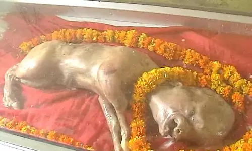 മനുഷ്യന്റെ മുഖവുമായി പശുക്കുട്ടി പിറന്നു; ദൈവത്തിന്റെ അവതാരമെന്ന് പറഞ്ഞ് ക്ഷേത്രം നിര്‍മിക്കാനൊരുങ്ങി ഗ്രാമീണര്‍