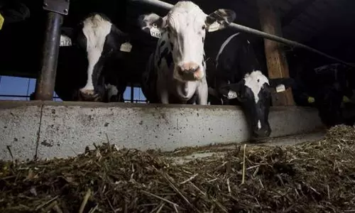 പാല്‍ക്ഷാമം പരിഹരിക്കാന്‍ 4000 പശുക്കള്‍ വിദേശത്ത് നിന്ന് വിമാനമാര്‍ഗം ഖത്തറിലേക്ക്