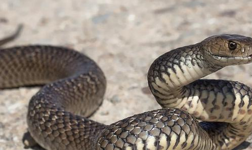 മരണത്തിലും കൂടെയുണ്ടാകണം; പാമ്പ് കടിയേറ്റ ഭര്ത്താവ് ഭാര്യയെയും കടിച്ചു മരണത്തിലും കൂടെയുണ്ടാകണം; പാമ്പ് കടിയേറ്റ ഭര്ത്താവ് ഭാര്യയെയും കടിച്ചു