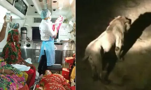 12 സിംഹങ്ങള്‍ കാവലിരുന്നു, യുവതിക്ക് കൊടുങ്കാട്ടില്‍ സുഖപ്രസവം