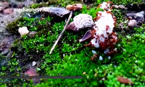 വലിയ ജോലി തിരക്കിലാണവര്‍....തല്ലും ബഹളവുമില്ലാതെ ഭക്ഷണം ശേഖരിക്കുന്ന ഈ ഉറുമ്പുകളെ കണ്ടുപഠിക്കാം