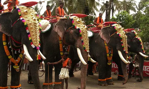 ആനകള്‍ക്കെതിരെയുള്ള ക്രൂരതകളുടെ നേര്‍ക്കാഴ്ചയുമായി ഒരു ഡോക്യുമെന്ററി