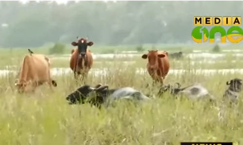 തുരുത്തുകളില്‍ കുടുങ്ങിയ കന്നുകാലികളെ കരക്കെത്തിച്ചു