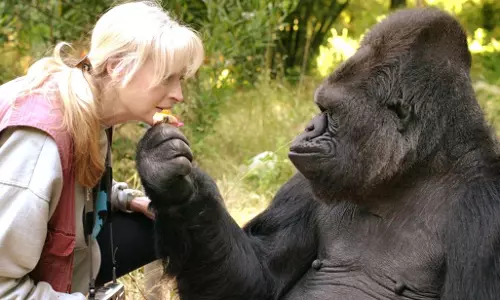 കോക്കോ ഗൊറില്ല ഇനി ഓര്‍മ്മ