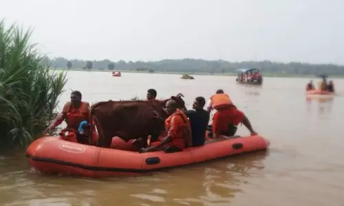 പുല്ല് തിന്നുനില്‍ക്കെ മണല്‍പ്പരപ്പ് പുഴയായത് അവരറിഞ്ഞില്ല; ആ പശുക്കളെ പുറത്തെത്തിച്ചു