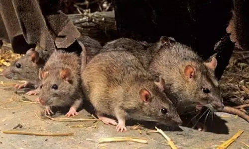 സംസ്ഥാനത്ത് എലിപ്പനി നിയന്ത്രണവിധേയമെന്ന് ആരോഗ്യമന്ത്രി 