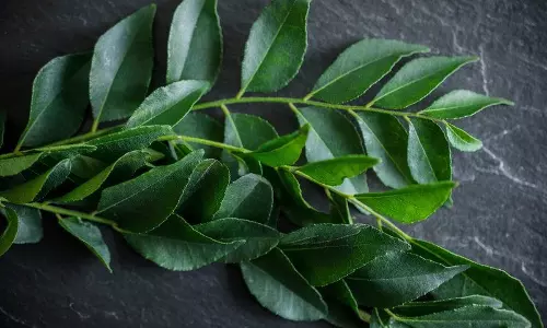 കറിവേപ്പിലയുടെ ഔഷധഗുണങ്ങള്‍