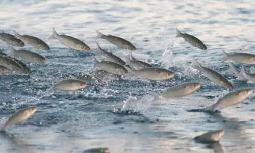 കേരളത്തിന്റെ സമുദ്ര മത്സ്യ ലഭ്യതയിൽ 12% വർദ്ധന 