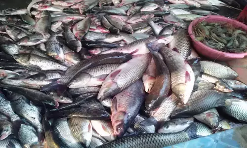 വാളയാറില്‍ ഫോര്‍മലിന്‍ കലര്‍ത്തിയ 4000 കിലോ മീന്‍ പിടികൂടി