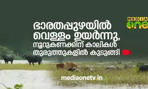 ഭാരതപ്പുഴയില്‍ വെള്ളം ഉയര്‍ന്നതോടെ തുരുത്തുകളില്‍  കുടുങ്ങി കന്നുകാലികള്‍