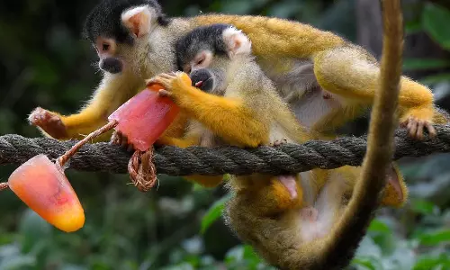 കടുത്ത ചൂടില്‍ വലഞ്ഞ മൃഗങ്ങള്‍ക്ക് ഐസ് ലോലി പോപ്പ് നല്‍കി മൃഗശാല