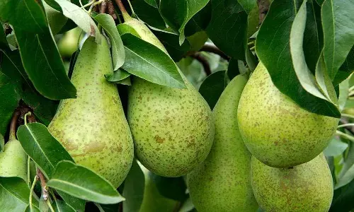 മഴക്കാലത്ത് കഴിക്കേണ്ട സബര്‍ജില്ലി