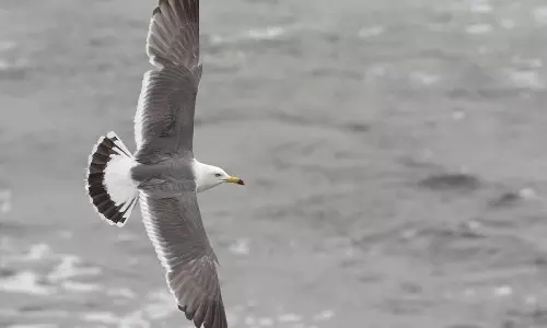 സ്നേക്ക് ഐലന്റില്‍ വിരുന്നെത്തിയ കടല്‍ കാക്കകള്‍