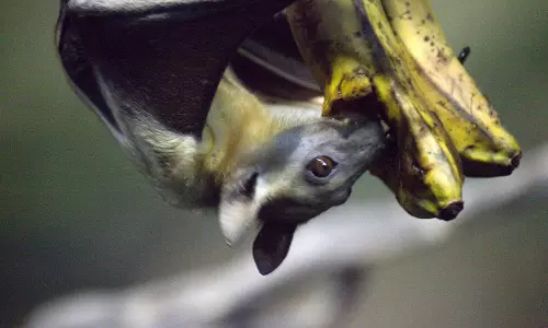 നിപയുടെ ഉറവിടം പഴംതീനി വവ്വാലില്‍ നിന്നാണെന്ന് സ്ഥിരീകരണം