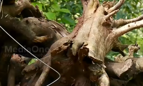 കാപ്പിച്ചെടിയുടെ കുറ്റിയില്‍ ഒരു ശില്‍പം ഒളിച്ചിരിപ്പുണ്ട്... 