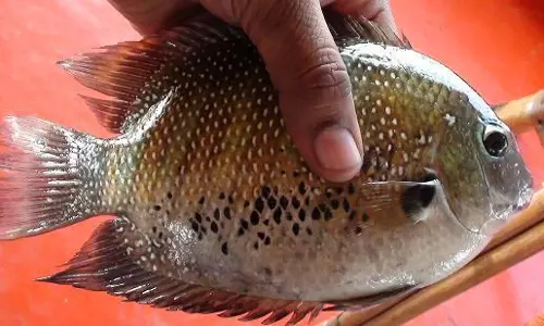 റെയിൽ മാർഗം കേരളത്തിലേക്കെത്തുന്ന മത്സ്യങ്ങൾ ഭക്ഷ്യ സുരക്ഷാവകുപ്പ് പരിശോധിക്കുന്നു