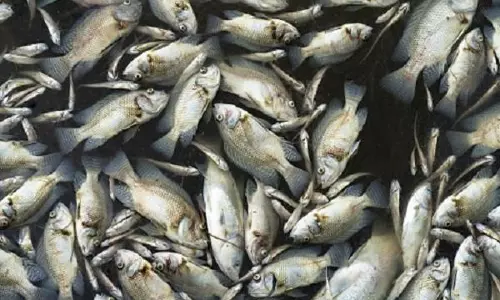 മീനില്‍ ഫോര്‍മാലിന്‍: കേന്ദ്രം ഗൌരവപൂര്‍വ്വം കാണണമെന്ന് കേരളം 