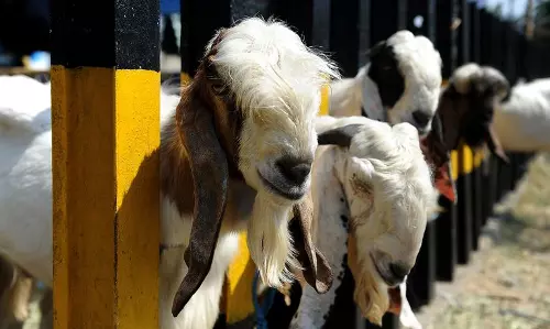 ഹജ്ജ് സീസണില്‍ ബലി കര്‍മത്തിനായി പതിനൊന്നര ലക്ഷം ആടുകളെ ഇറക്കുമതി ചെയ്യും