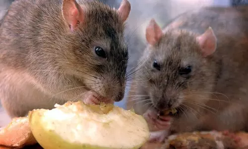 സംസ്ഥാനത്ത് എലിപ്പനി ബാധിച്ച് ഇന്ന് നാല് മരണം