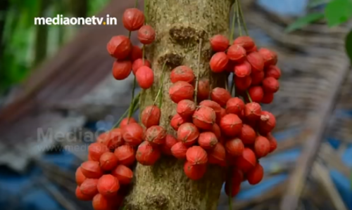 പശ്ചിമഘട്ട മലനിരകളെ സമ്പുഷ്ടമാക്കുന്ന മൂട്ടിപ്പഴം; ആദിവാസികളുടെ ഇഷ്ടഫലത്തിന് വന്‍ ഡിമാന്റ്