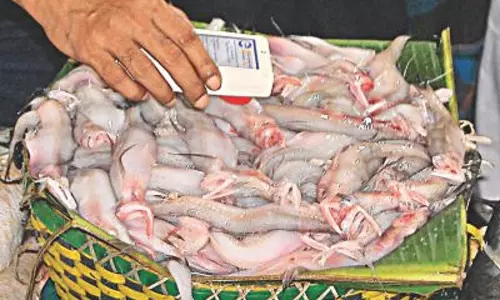 വിഷമീന്‍ പരിശോധന നിലയ്ക്കാന്‍ കാരണം എക്‍സ്‍പോര്‍ട്ടിംഗ് കമ്പനികള്‍