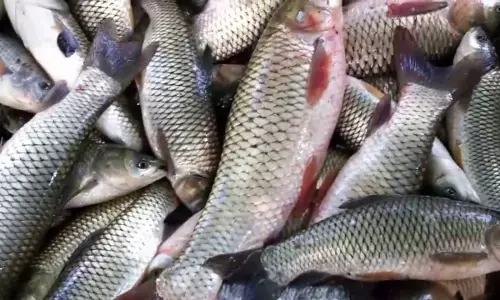 ഫോര്‍മാലിനും മായവുമില്ല; മത്സ്യഫെഡിന്‍റെ ഔട്ട്ലെറ്റുകളില്‍ വില്‍പന തകൃതി