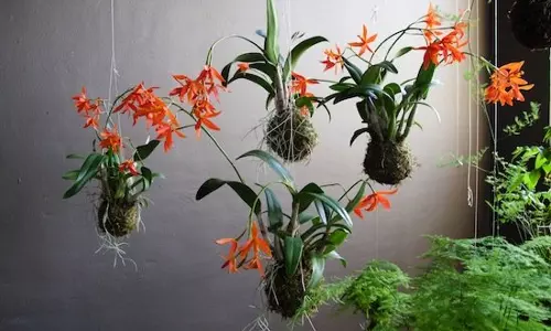 ‘കൊക്കഡാമ’: ഇത് പാവങ്ങളുടെ ബോണ്‍സായ്  