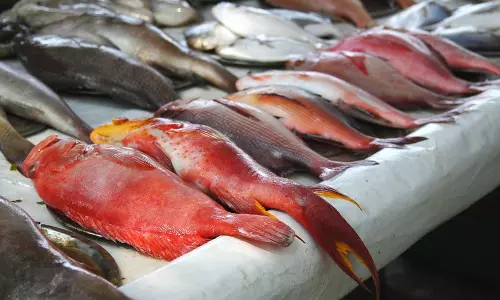 മീനില്‍ ഫോര്‍മാലിന്‍റെ അംശം കണ്ടെത്തുന്നതിനായി പരിശോധന