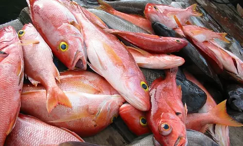 ഫോര്‍മാലിനും മായവുമില്ല; മത്സ്യഫെഡിന്‍റെ ഔട്ട്ലെറ്റുകളില്‍ വില്‍പന തകൃതി  