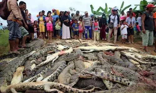 കര്‍ഷകനെ മുതല പിടിച്ചു; പ്രതികാരമായി ആള്‍ക്കൂട്ടം 292 മുതലകളെ കൊന്നൊടുക്കി