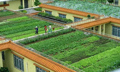 യുഎഇയില്‍ വീടിനുമുകളില്‍ ഇനി പച്ചക്കറി വിളയും