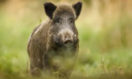 ബി.ജെ.പി സ്ഥാനാര്‍‌ഥിയെ കാട്ടുപന്നി കുത്തി
