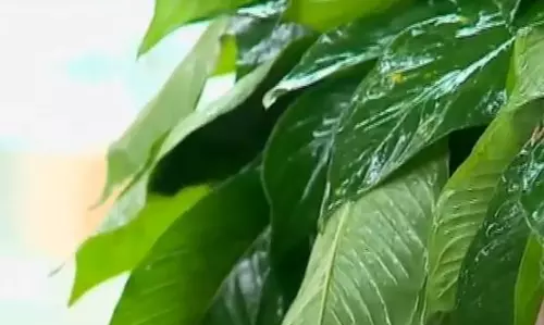 കര്‍ക്കിടകത്തില്‍ കഴിക്കേണ്ട പത്തിലകളും ഇവിടെയുണ്ട്